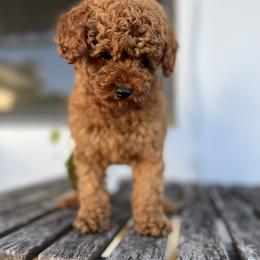 Poodle Puppies from Sakura Poodles