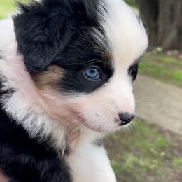 Aussiedoodle, Australian Shepherd, Miniature American Shepherd, and Miniature Australian Shepherd Puppies from Bline Family Farm