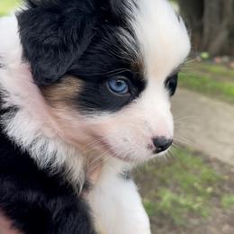 Aussiedoodle, Australian Shepherd, Miniature American Shepherd, and Miniature Australian Shepherd Puppies from Bline Family Farm