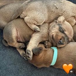 Girl 2 - Red female Irish Terrier puppy in Austin, Texas from ATX Irish Terriers
