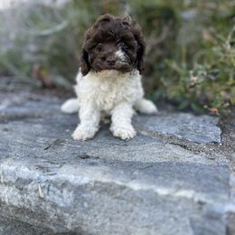 Charley - Brown female Cavapoo puppy in Strasburg, Pennsylvania from Still Water Puppies