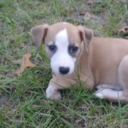 Whippet Puppies from Sandbar Whippets