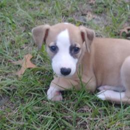 Whippet Puppies from Sandbar Whippets