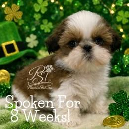Cadence - Gold and white female Shih Tzu puppy in Hayden, Idaho from Phoenix Shih Tzu