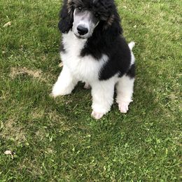 Poodle Puppies from Gemini Poodles