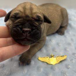 Spirit (Yellow Collar) - Fawn male Bullmastiff puppy in Carrollton, Texas from Meteora Bullmastiffs