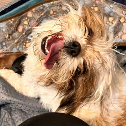 Bell - Shih Tzu