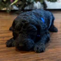 Coco - Black male Goldendoodle puppy in Arlington, Texas from Chambers Doodle Patch