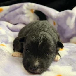 Bronco - male Nenets Herding Laika puppy in Rockville, Maryland from Skais the Limit