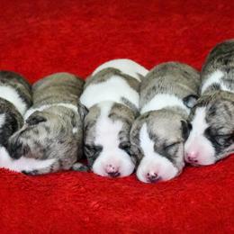 Whippet Puppies from Winstar Whippets