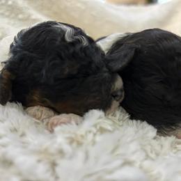 Bernedoodles, Cavapoos, Goldendoodles, Poodles, and Sheepadoodles from Sunflower Doodles