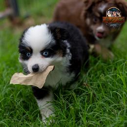Nova - Black tri male Toy Australian Shepherd puppy in Granbury, Texas from Best Little Aussies