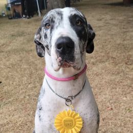 Cardigan Welsh Corgis and Great Danes from McOwen Kennels