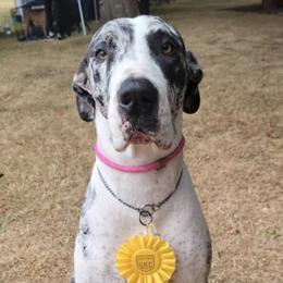 Cardigan Welsh Corgis and Great Danes from McOwen Kennels