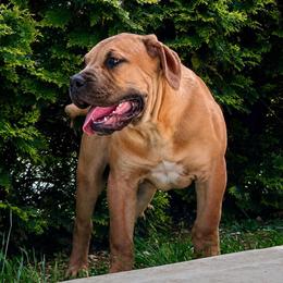 GOKU - Red male Boerboel puppy in Pennsylvania from Cold River Boerboels