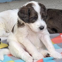 Boy 2 - male Double Doodle puppy in Chula Vista, California from South Bay Double Doodles