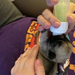 Pug Puppies from Dixie Pugs of Tn
