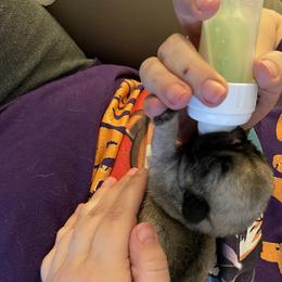 Pug Puppies from Dixie Pugs of Tn