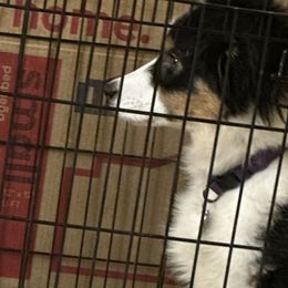 Australian Shepherds from Aisling Australian shepherds