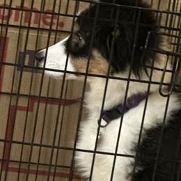 Australian Shepherds from Aisling Australian shepherds