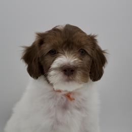 Orange - Parti female Goldendoodle puppy in Medina, Ohio from Farmer Doodles