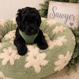 Sawyer - Black male Goldendoodle puppy in Portland, Tennessee from Happy_Tails_by_TJ