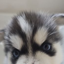 Pomsky Puppies from Peoria Pomskies
