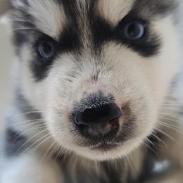 Pomsky Puppies from Peoria Pomskies