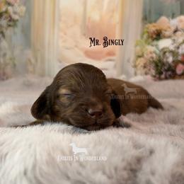Mr Bingley - Cream male Dachshund puppy in Rainier, Oregon from Doxies in Wonderland