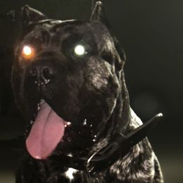 Cane Corso and Miniature Schnauzers from P1FamilyCanines