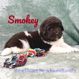 Smoky - Brown male Newfoundland puppy in Cortez, Colorado from Bear Heart Newfoundlands, LLC