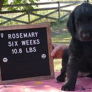 Rosemary - Black Flat-Coated Retriever puppy in Stillwater, Minnesota from Whirlwind Flat-Coated Retrievers