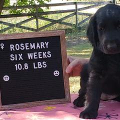 Rosemary - Black Flat-Coated Retriever puppy in Stillwater, Minnesota from Whirlwind Flat-Coated Retrievers