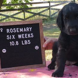 Rosemary - Black Flat-Coated Retriever puppy in Stillwater, Minnesota from Whirlwind Flat-Coated Retrievers