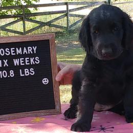 Rosemary - Black Flat-Coated Retriever puppy in Stillwater, Minnesota from Whirlwind Flat-Coated Retrievers