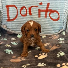 Dorito - Red male Cavapoo puppy in Sherwood, Michigan from Patrick's Puppies