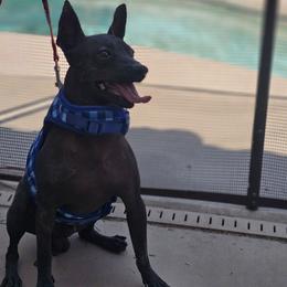 Chopo - Xoloitzcuintli