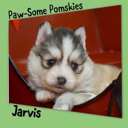Jarvis - Silver and white male Pomsky puppy in Krum, Texas from Paw-Some Pomskies