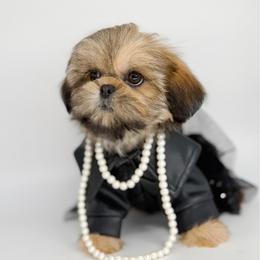 Calista - Brindle female Shih Tzu puppy in League City, Texas from Divine Pups