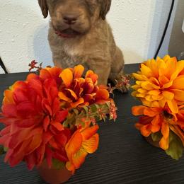 Red - Sedge male Chesapeake Bay Retriever puppy in Lewiston, Utah from Bellus Chesapeakes