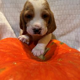 Basset Hound Puppies from Zen Rainbow Ranch