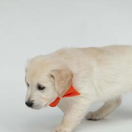Golden Retriever Puppies from Valley County Goldens