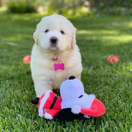 Pink Girl - White female Great Pyrenees puppy in Red Bluff, California from River's Bend Walnut Orchard