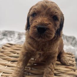 Goldendoodle Puppies from Graystone Doodles