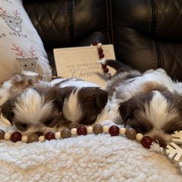 Shih Tzu Puppies from Wood Foo Breeders