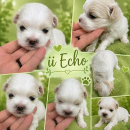 ECHO  KOREAN  DOLL FACE - White male Maltese puppy in Orlando, Florida from Denise’s Puppies