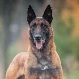 Ben - Belgian Malinois