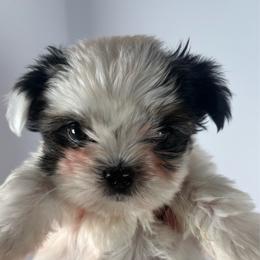 Parti Boy - Parti male Yorkshire Terrier puppy in Dahalonega, Georgia from C. D. K