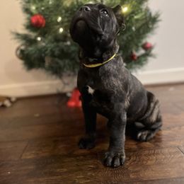 Cane Corso Puppies from Virtue Cane Corso