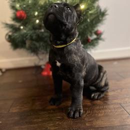 Cane Corso Puppies from Virtue Cane Corso